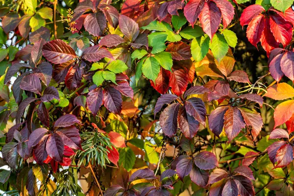 Decoratieve Klimop Druivenwand Kleurrijke Herfstbladeren Voor Grafisch Materiaal Behang Achtergrond — Stockfoto