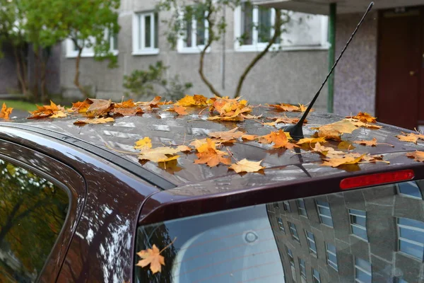 Gekleurde Esdoorn Bladeren Het Dak Van Een Geparkeerde Auto — Stockfoto