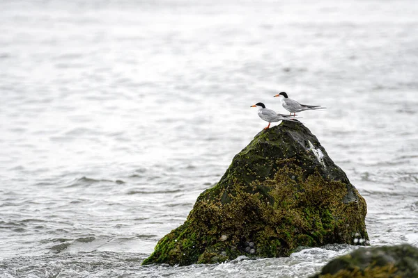 Sea Birds Rocks Covered Seagrass Mud Ocean Coast — Stock Photo, Image