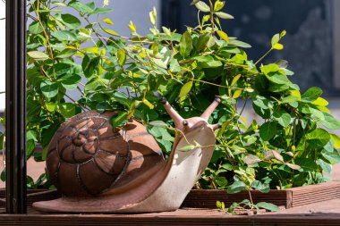 Büyük bir salyangoz, açık havada gün ışığında canlı yeşil yaprakların arasında dinlenir..