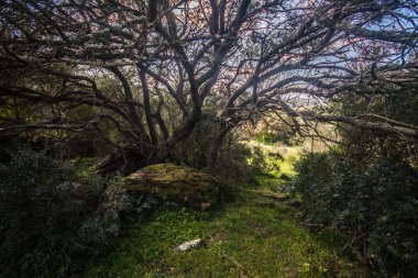 Domus De Janas, tarih öncesi mezar yapıları