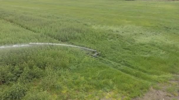 Sprinkler irrigatie van bovenaf gezien met Drone — Stockvideo