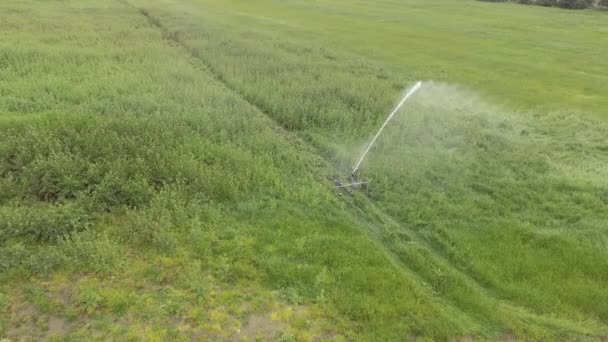 Sprinkler irrigatie van bovenaf gezien met Drone — Stockvideo