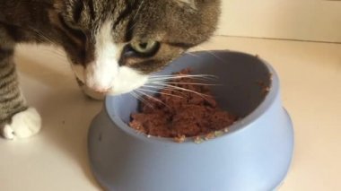 kedi onun kase den yiyor
