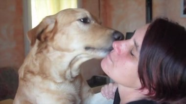 Labrador köpek metresi öpüşme