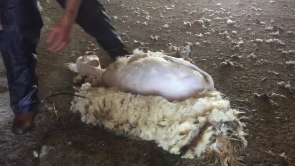 Pastor esquilando las ovejas en el granero — Vídeos de Stock