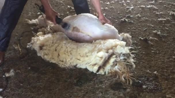 Pastor esquilando las ovejas en el granero — Vídeo de stock