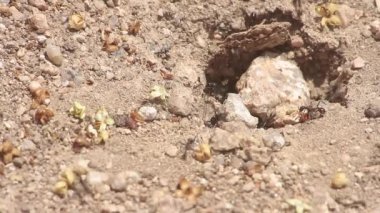 makroda görülen işteki karıncalar