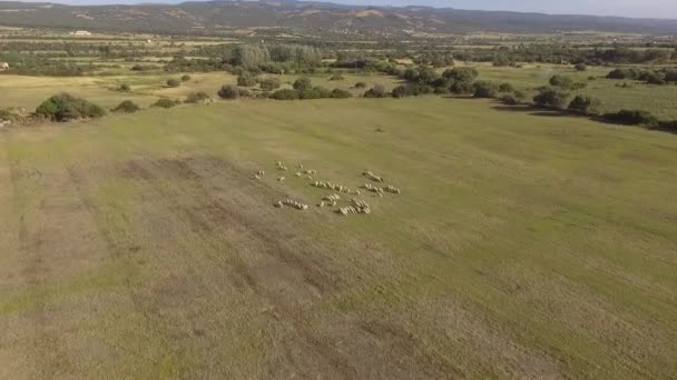 Widok lotniczy, oko ptaka, stado owiec biegną przez pola — Wideo stockowe