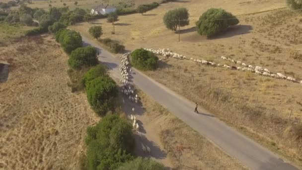 Rebanho de ovelhas andando em uma estrada de terra vista de cima com o drone que cria muita poeira — Vídeo de Stock