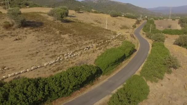 Stada owiec chodzenie na polnej drodze widziana z góry z dronem, który tworzy dużo kurzu — Wideo stockowe