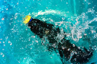 plastik şişe suya düşen sıçramaları yapma ve damla püskürtme