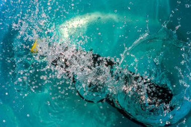 plastik şişe suya düşen sıçramaları yapma ve damla püskürtme