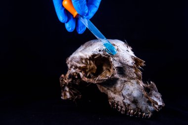 forensic examinations with scientific tools on sheep skull clipart