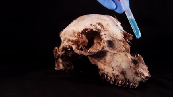 Exámenes forenses con herramientas científicas sobre el cráneo de las ovejas — Vídeo de stock