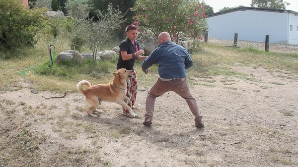 Labrador Hund Der Den Mann Angreift Eine Frau Verteidigen Möglicherweise — Stockfoto