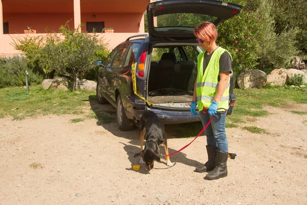 Policja k9 lek pies szuka opakowanie narkotyków w tylnej masce samochodu w towarzystwie policjanta — Zdjęcie stockowe