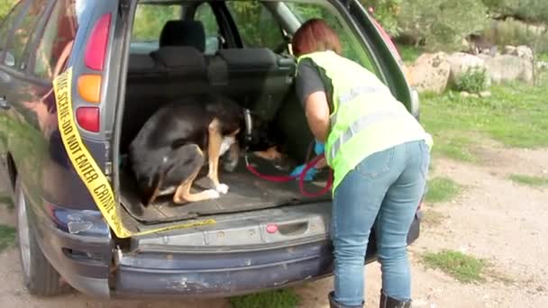 K9 drogový pes najít drogovou tašku v zadní kapotě auta v doprovodu policisty — Stock video