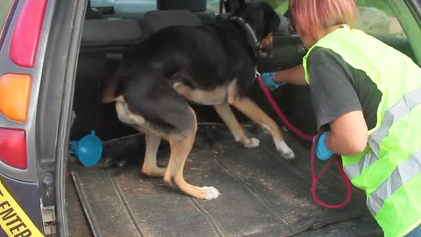 K9 Drogenhund findet Drogenbeutel in Begleitung eines Polizisten auf der Motorhaube des Autos — Stockvideo