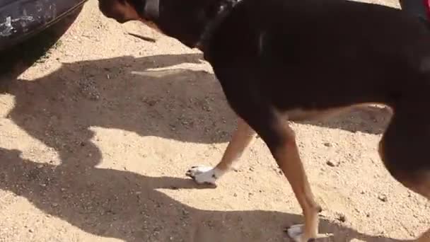 K9 drogue chien trouver sac de drogue dans le capot arrière de la voiture accompagné par un policier — Video