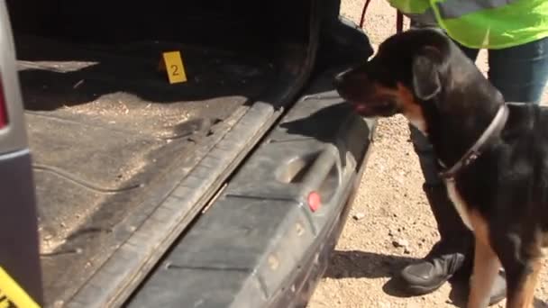 K9 drogový pes najít drogovou tašku v zadní kapotě auta v doprovodu policisty — Stock video