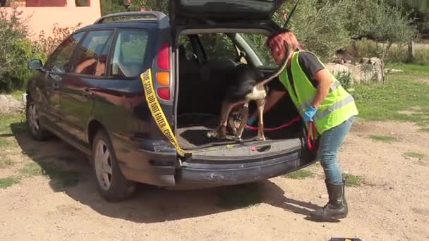 K9 drugshond vinden drugstas in achterkap van auto begeleid door politieagent — Stockvideo