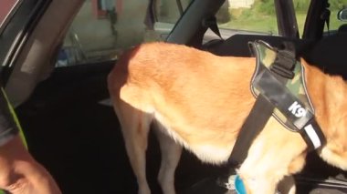 K9 uyuşturucu polisi köpeği ve polis memuru şüpheli uyuşturucu çantası için operasyonda.