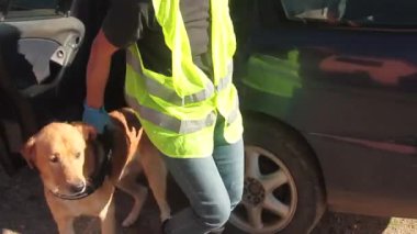 K9 uyuşturucu polisi köpeği ve polis memuru şüpheli uyuşturucu çantası için operasyonda.