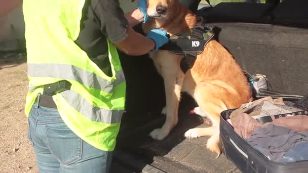 K9 knarkpolis hund med polis i drift för misstänkt drog resväska — Stockvideo