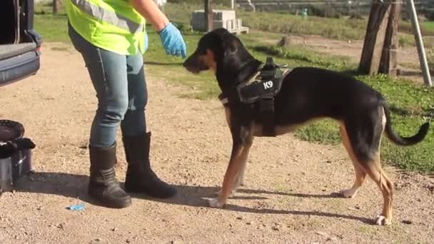 K9 Drugshond met politieagent in actie voor verdachte drugskoffer — Stockvideo