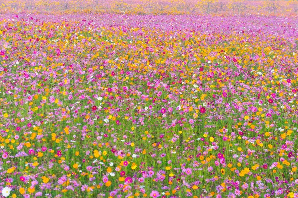 Krásné Cosmos Barevné Květiny Pole Pozadí Modré Oblohy — Stock fotografie