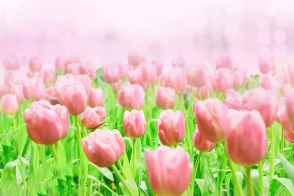 Smukke Farverige Tulipan Blomster Buket Marken Grøn Have Baggrund - Stock-foto