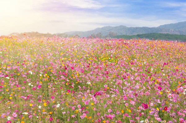 Belo Colorido Campo Flores Cosmos Fundo Céu Azul — Fotografia de Stock