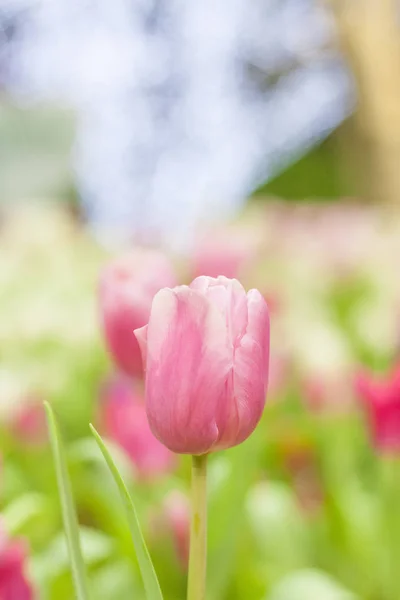 Schön Von Bunten Tulpenblumen Strauß Auf Feld Grünen Garten Hintergrund — Stockfoto