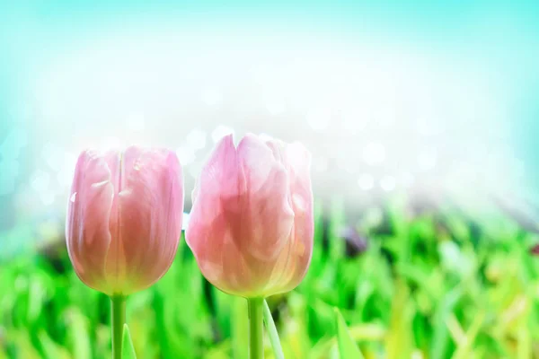 Schön Von Bunten Tulpenblumen Strauß Auf Feld Grünen Garten Hintergrund — Stockfoto