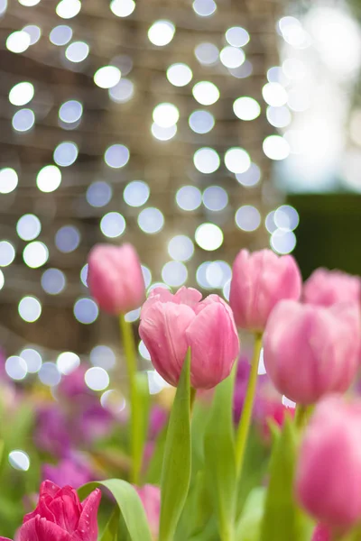 Beau Bouquet Fleurs Tulipes Colorées Sur Terrain Arrière Plan Jardin — Photo