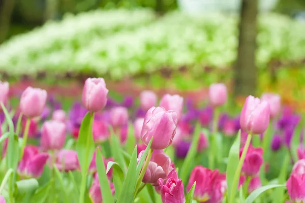 Schön Von Bunten Tulpenblumen Strauß Auf Feld Grünen Garten Hintergrund — Stockfoto