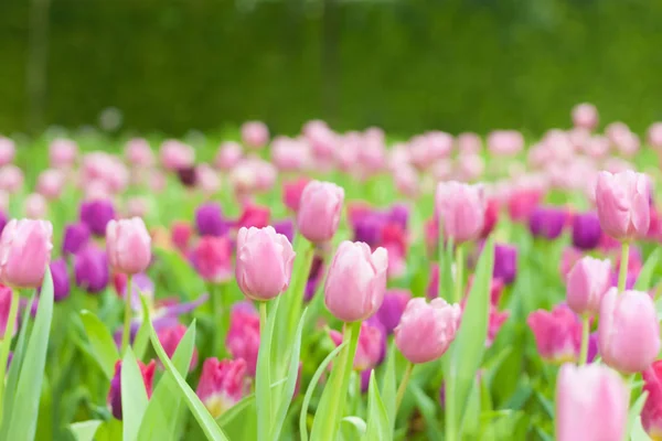 Schön Von Bunten Tulpenblumen Strauß Auf Feld Grünen Garten Hintergrund — Stockfoto