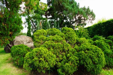 Bush bahçe Circle Bangkok, Tayland tropikal orman vardır.