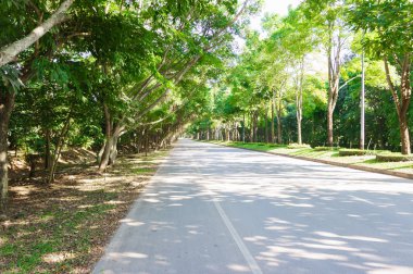 Asfalt yol Bahçe ağaç ve orman Tayland kopya alanı ile yeşil çim ile vardır. Arka plan ve peyzaj için.