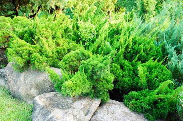 Stone Park Bush Blå Himmel Dag Detta Har Gräs Förgrunden — Stockfoto