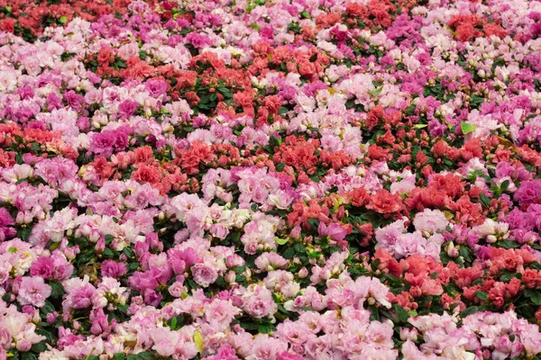 Bonito Colorido Buquê Flores Rosa Campo Fundo Jardim Verde — Fotografia de Stock