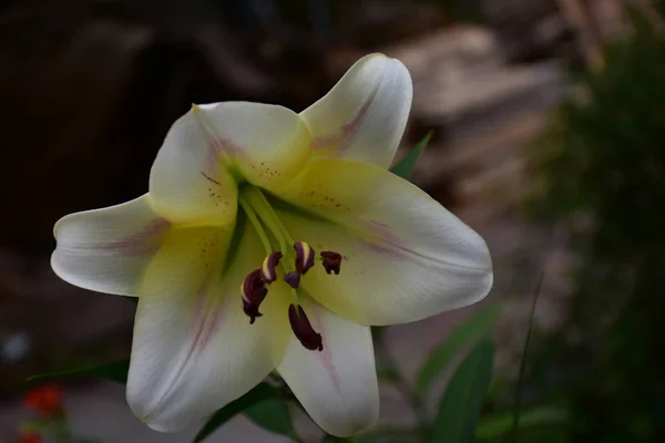 Lilly Kwiat Bliska — Zdjęcie stockowe