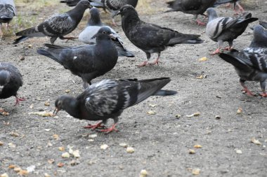 açık havada yemek güvercinler yakın çekim 