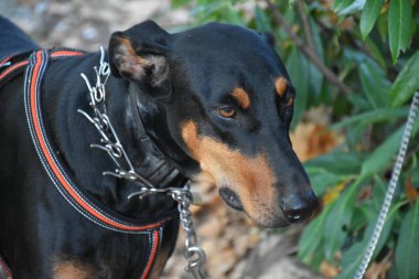 Açık havada siyah köpek 