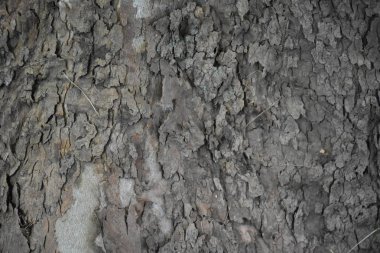 Ağaç kabuğu yakın. 