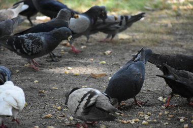 açık havada yemek güvercinler yakın çekim 