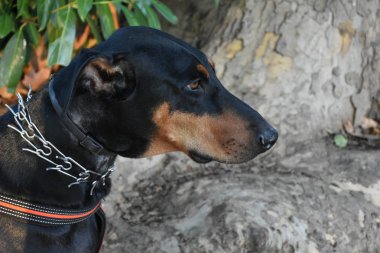 Açık havada siyah köpek 