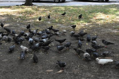 açık havada yemek güvercinler yakın çekim 