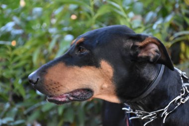 Açık havada siyah köpek 